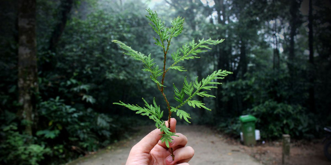 duurzaam bos planten